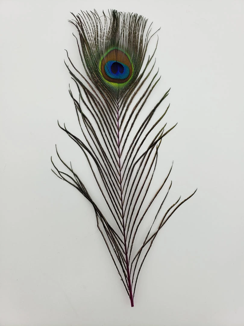 Fly Angler Peacock Eyes Fly Tying 5 Fly Angler Peacock Eyes Fly Tying