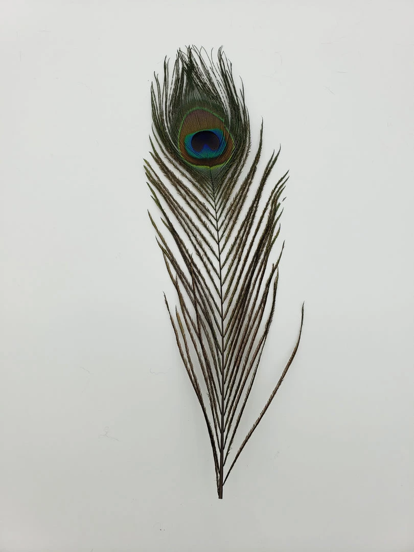 Fly Angler Peacock Eyes Fly Tying 6 Fly Angler Peacock Eyes Fly Tying