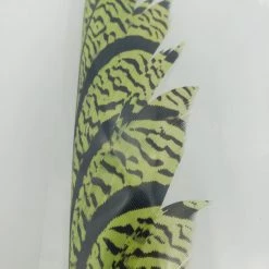 OfishL Fly Gear Lady Amherst Centre Tail Fly Tying 9 OfishL Fly Gear Lady Amherst Centre Tail Fly Tying