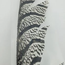 OfishL Fly Gear Lady Amherst Centre Tail Fly Tying