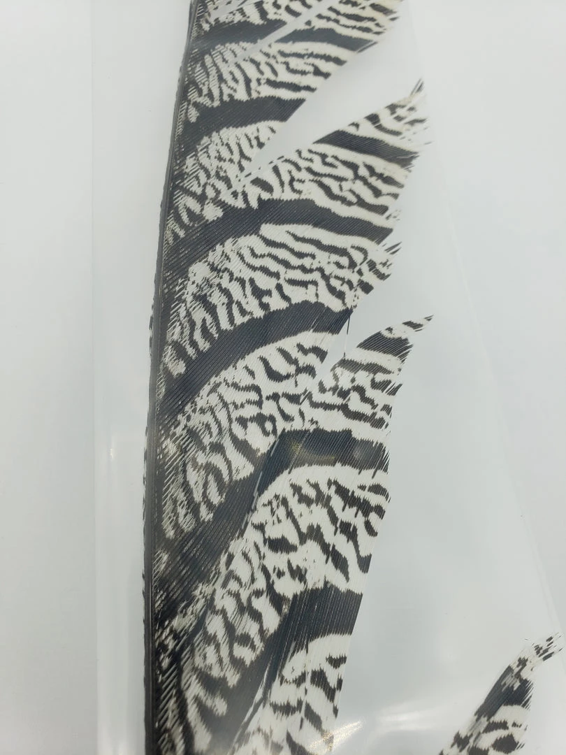 OfishL Fly Gear Lady Amherst Centre Tail Fly Tying 1 OfishL Fly Gear Lady Amherst Centre Tail Fly Tying