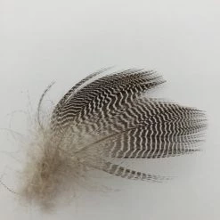 Wapsi Teal Barred Flank Fly Tying