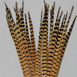 Fly Tying Wapsi Ringneck Pheasant Tail Feathers